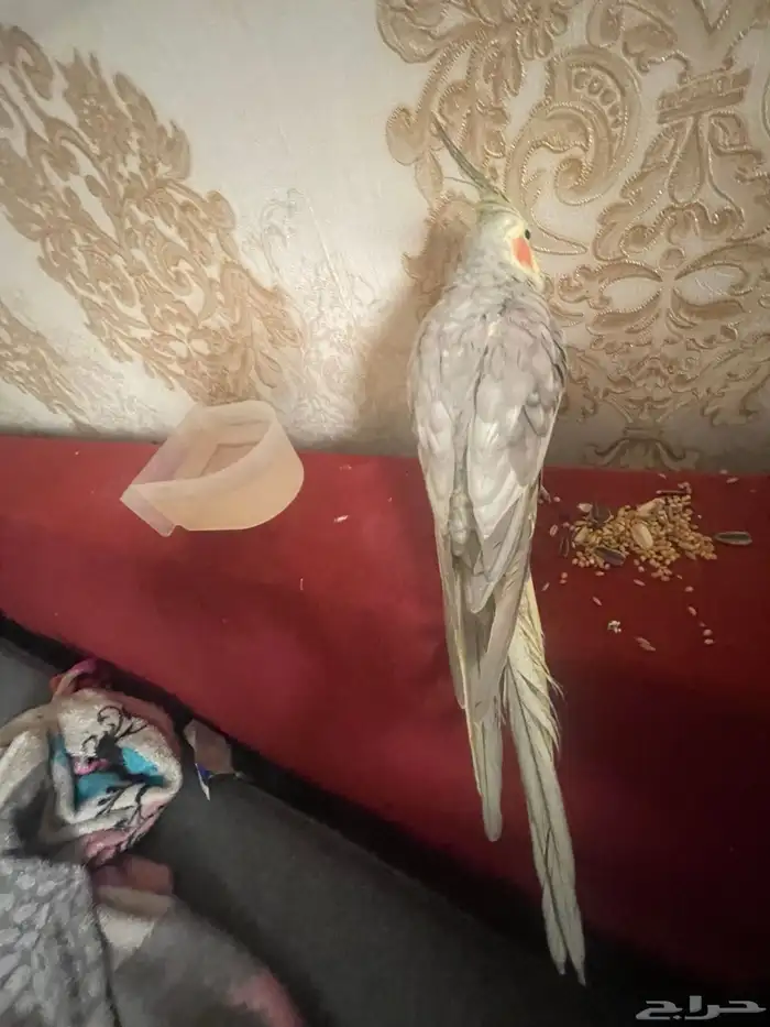 طير كروان لاتيني 2