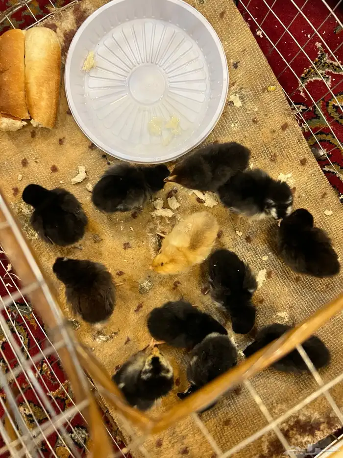 صوص دجاج كيوت يصلح للأطفال 8