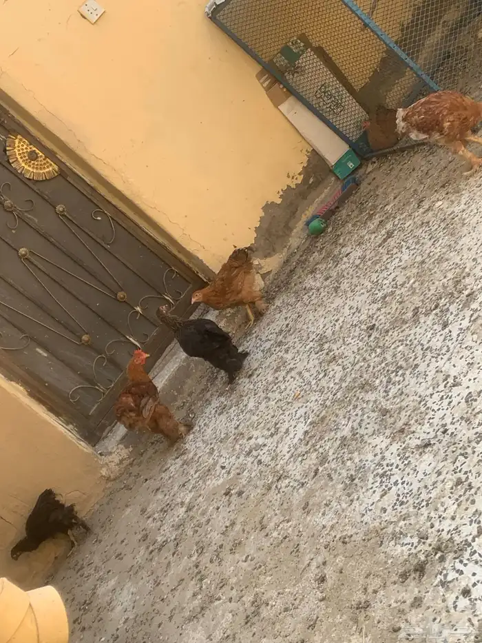 للبيع دجاج براهما 1