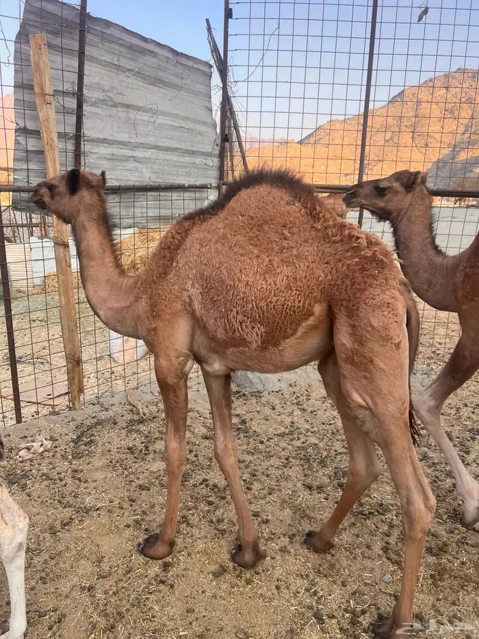 ناقه وقعود 5