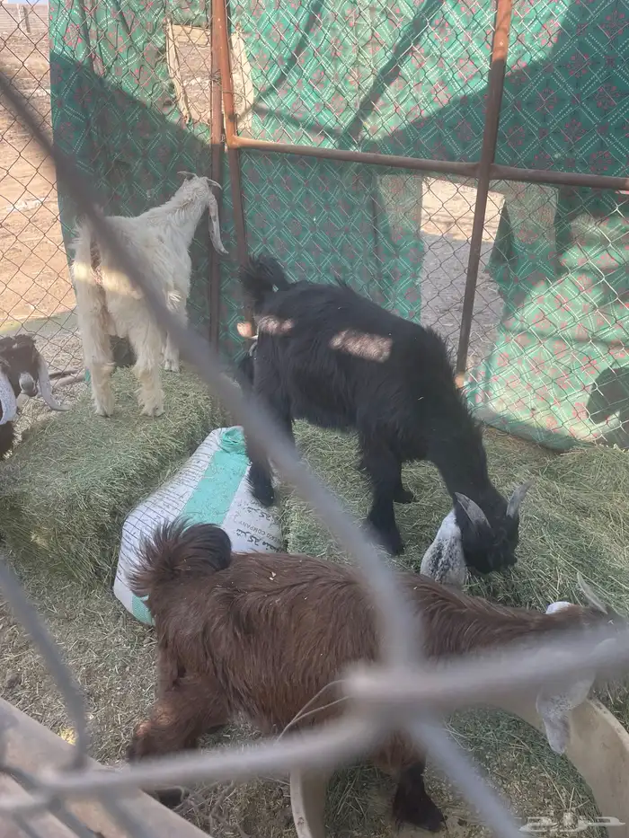 تيوس أرضية ثلاث 3