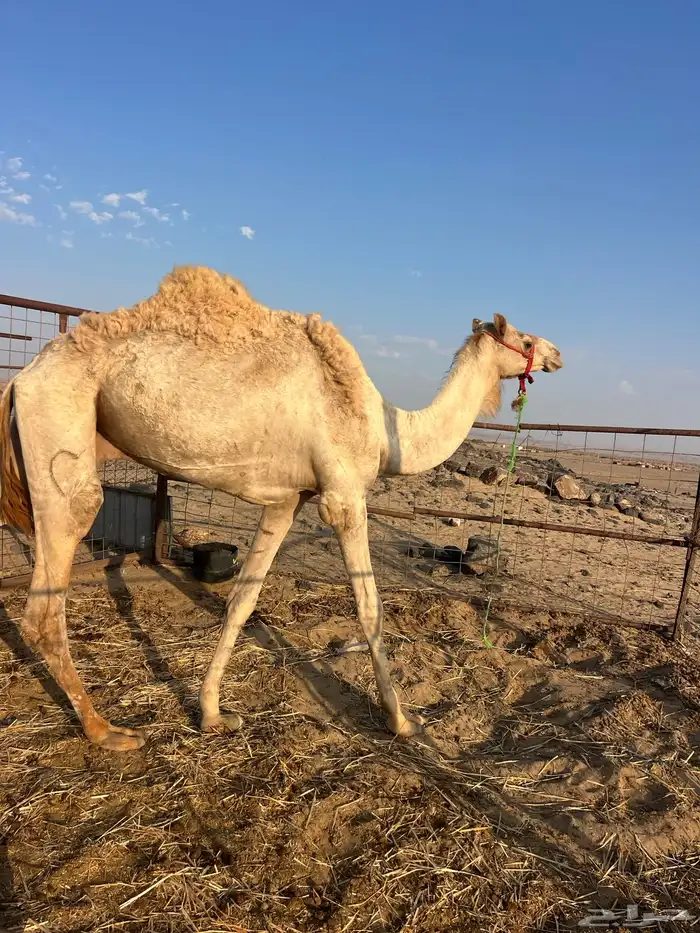 ركبي طابع عالشرط 0