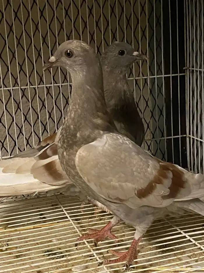 حمام زاجل منتج 7