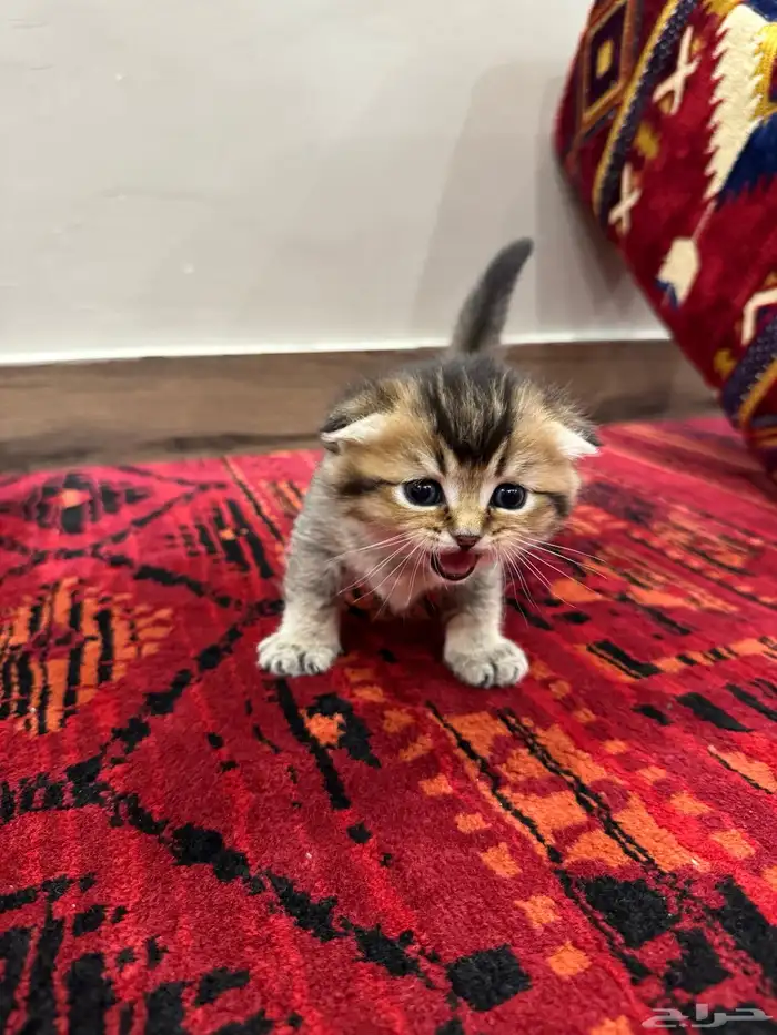 قطط صغيرة kittens للبيع 16