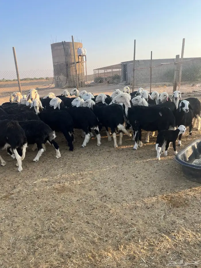 مراح نجد بفحولها 2