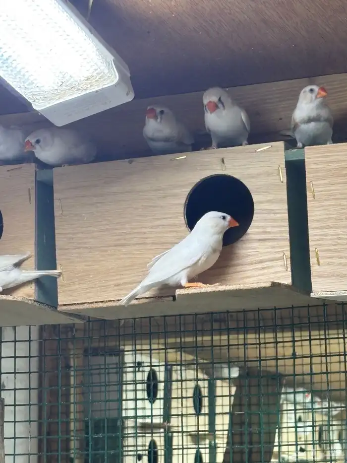 للبيع 10 ازواج زيبرا الالوان واضحه في الفيديو والصور 2