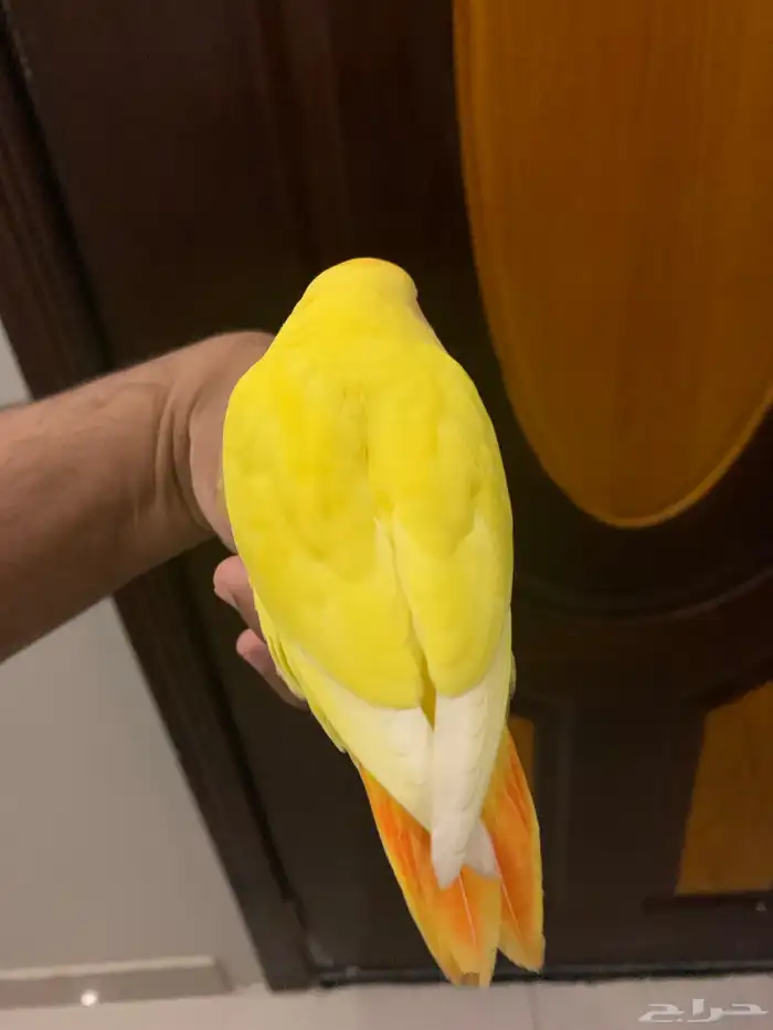 طير روز اللون اصفر ورأس برتغالي وعيون احمر 2