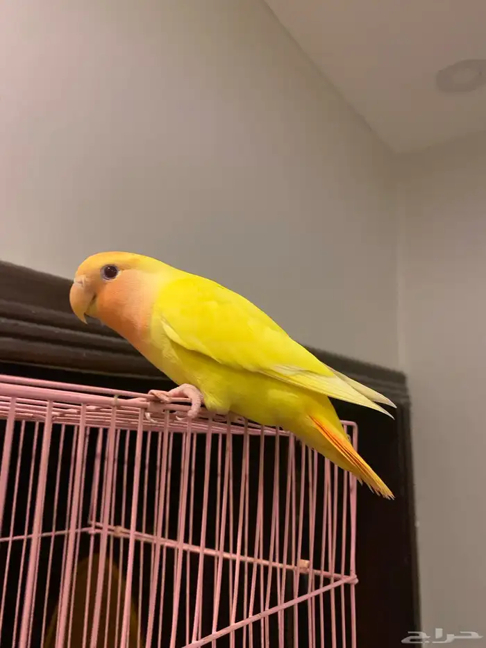 طير روز اللون اصفر ورأس برتغالي وعيون احمر 7