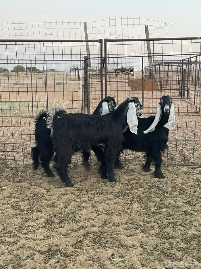 جفرات عوارض 3