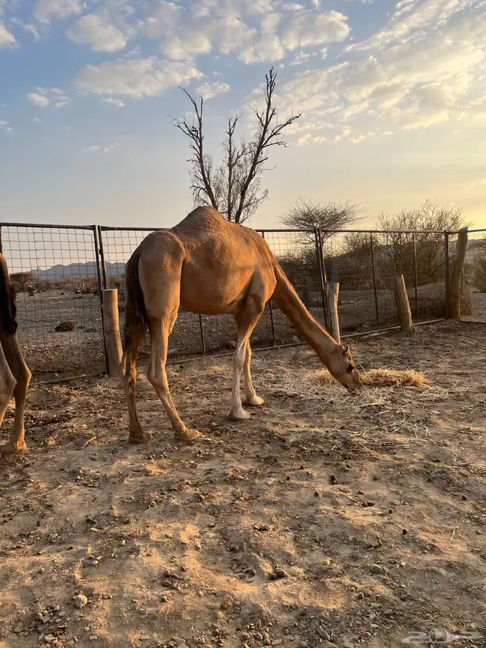 نياق مبيوعه عيالها 8