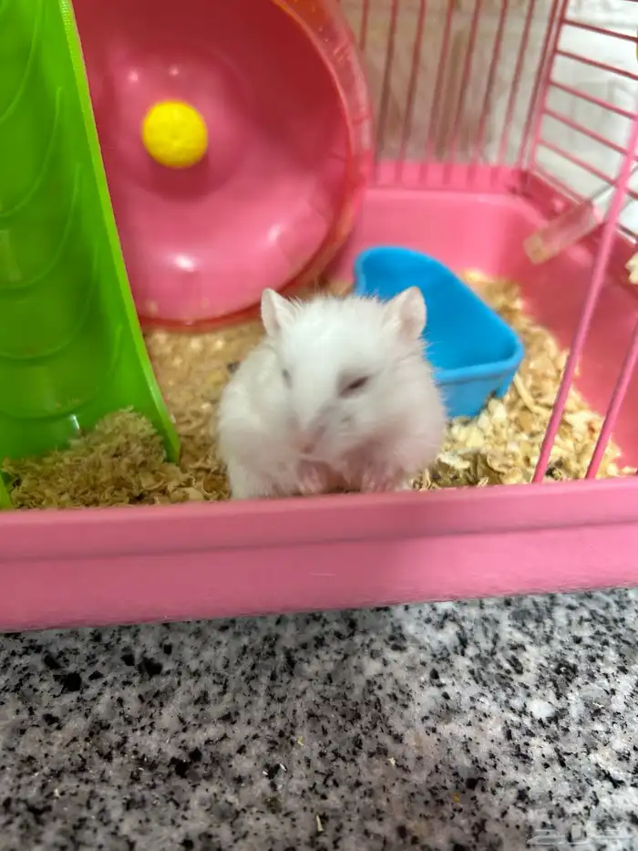 هامستران شامل 4