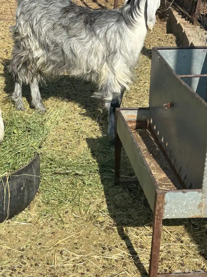 جفرة ذبيحه 1