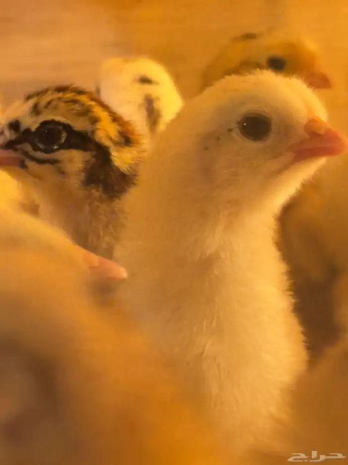 صوص بلدي امهاته جاملو الوان فواتح 3