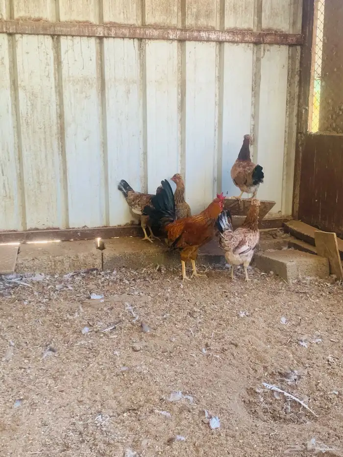 ديك واربع دجاج افرق مقبع 2