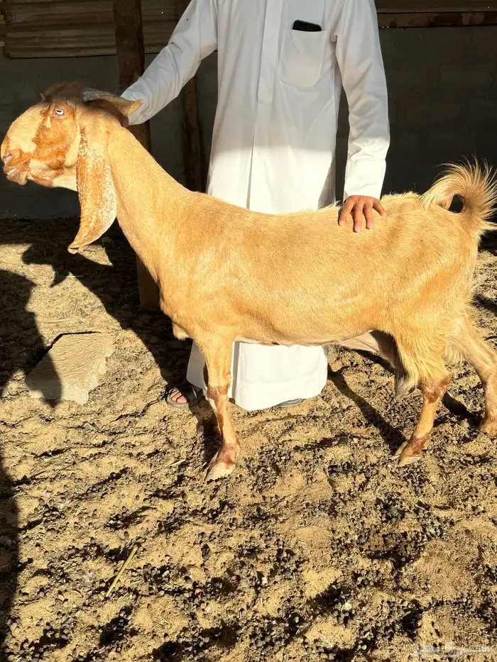 عنز دافع شرط 1