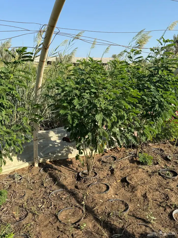 للبيع أشجار زراعية بالجملة 3