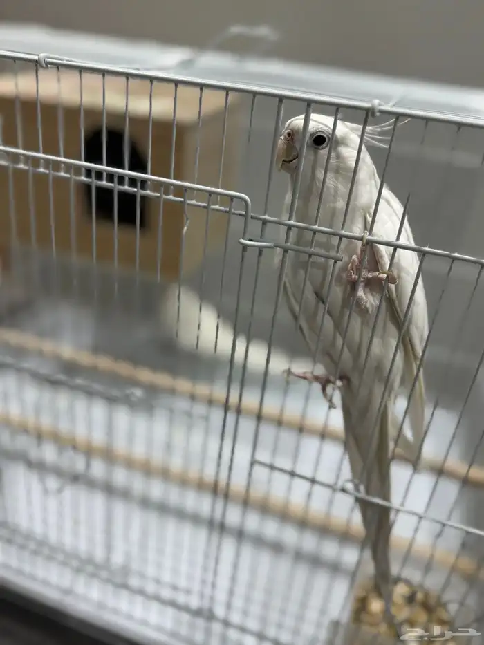 جوز كروان البينو عيون حمر 0