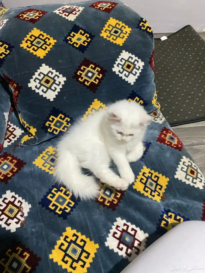 قط شيرازي ذكر العمر 2 شهرين 6