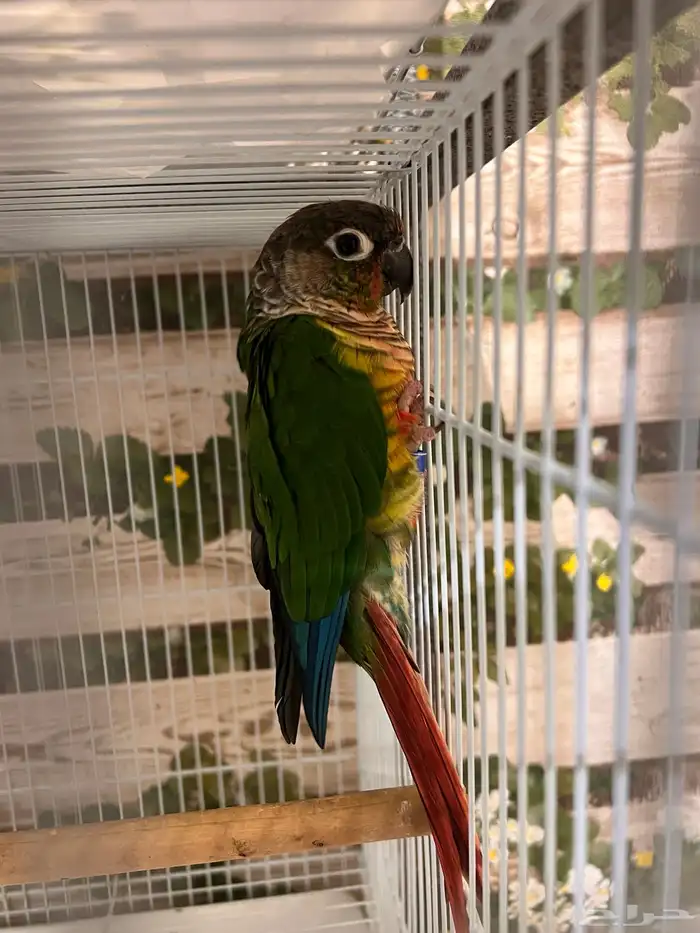 ازواج كنيور يلوسايد 6