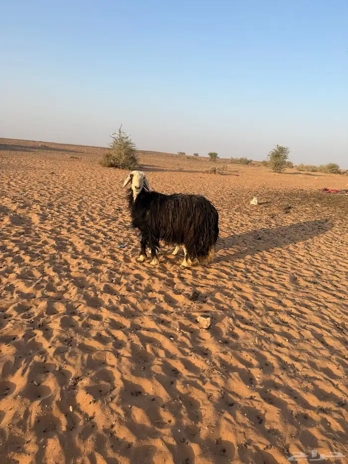 للبيع نعجه نجدية والد معها وخل عمرها 6ايام 1