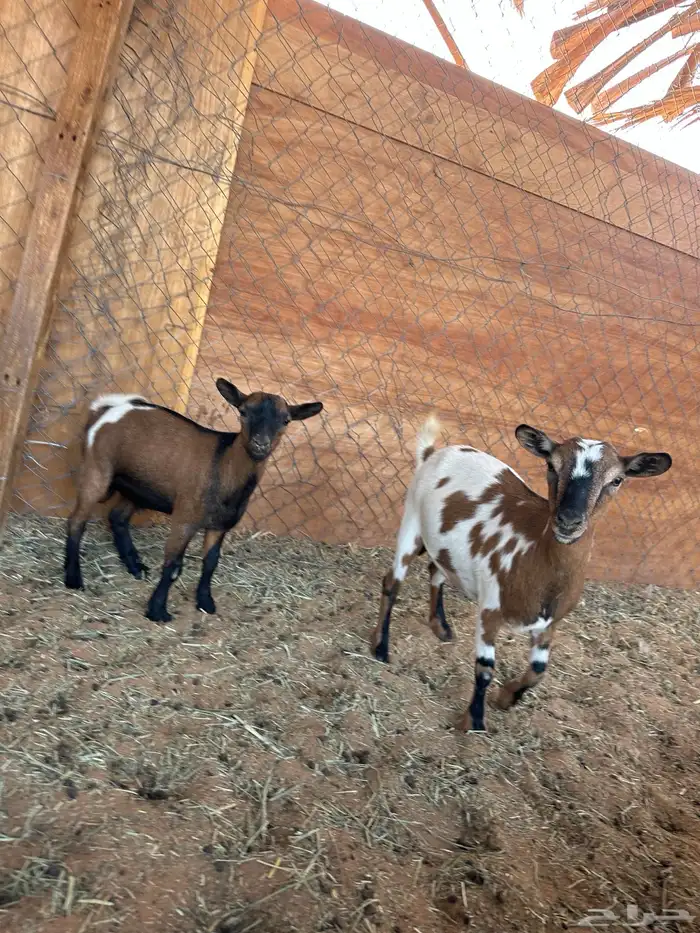 معزا قزميات قزم 7