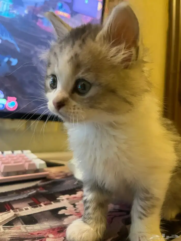 ذكر شرازي من ام سكوتش للبيع 6