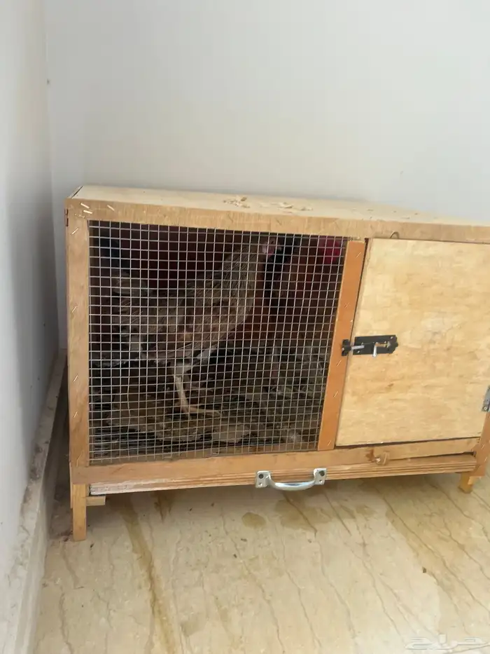 دجاجه وديك للبيع وشبك 3