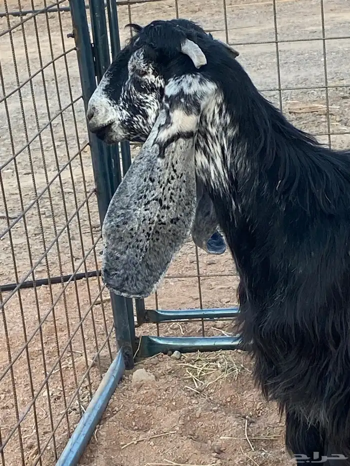 معزا عوارض صنف جفار(تم البيع) 3