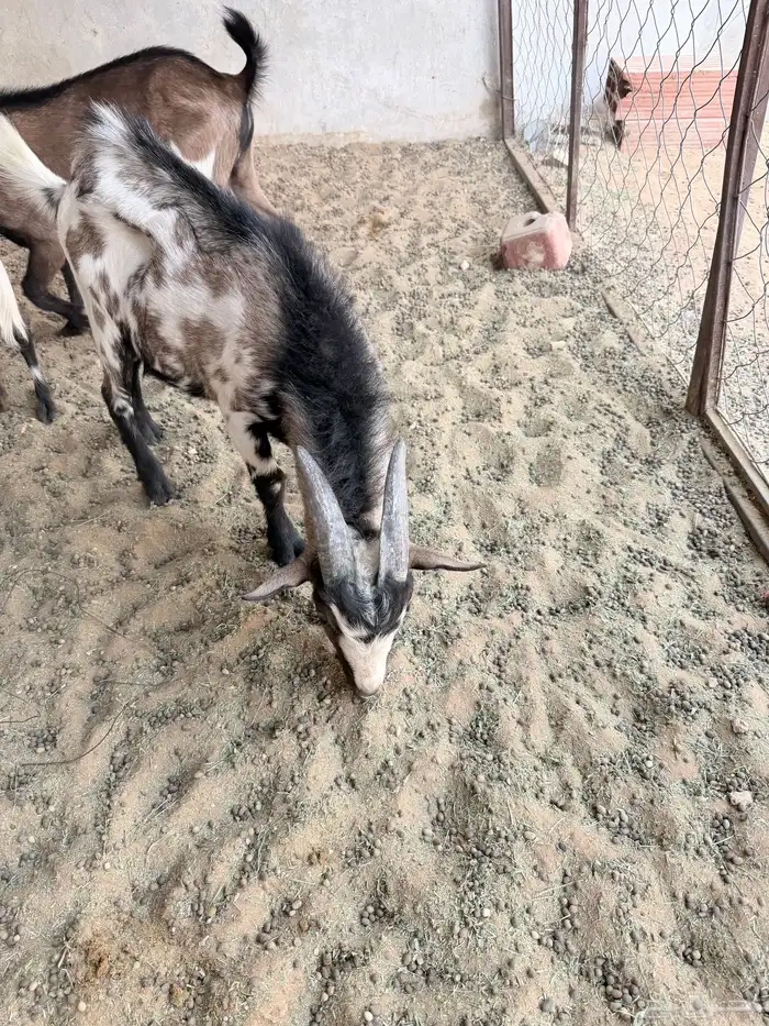 تيوس قزمية 1