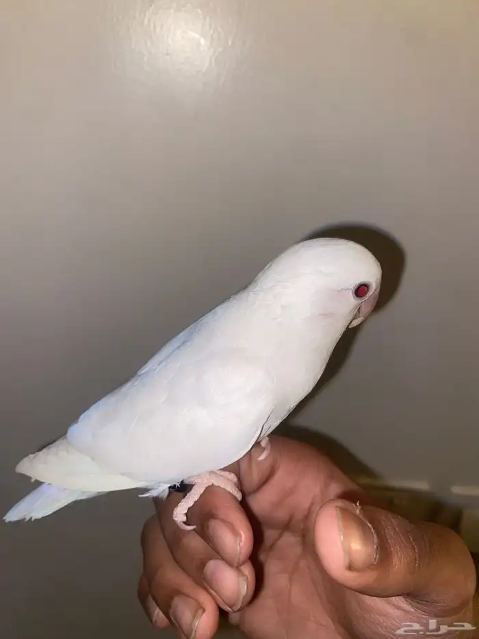 طير الالياف بينو اندر الالوان الموجوده بالسوق الاليف 4