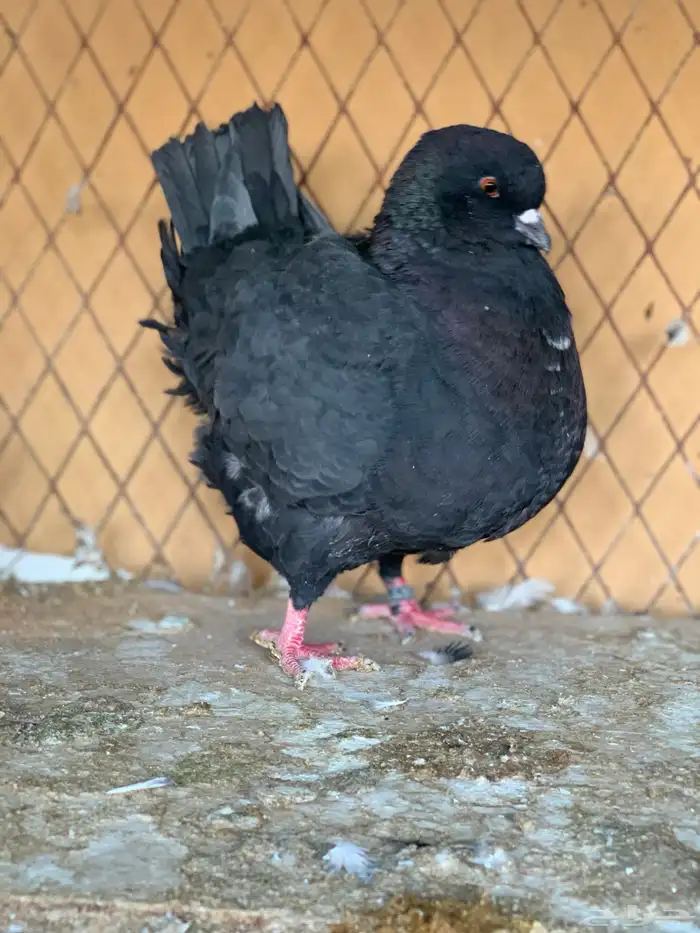 جوز كنق على سلفر 3