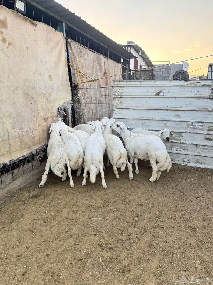 8طليان للبيع 0