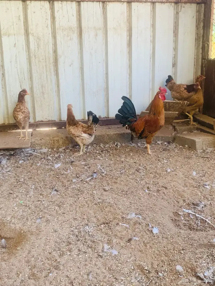 ديك واربع دجاج افرق مقبع 7