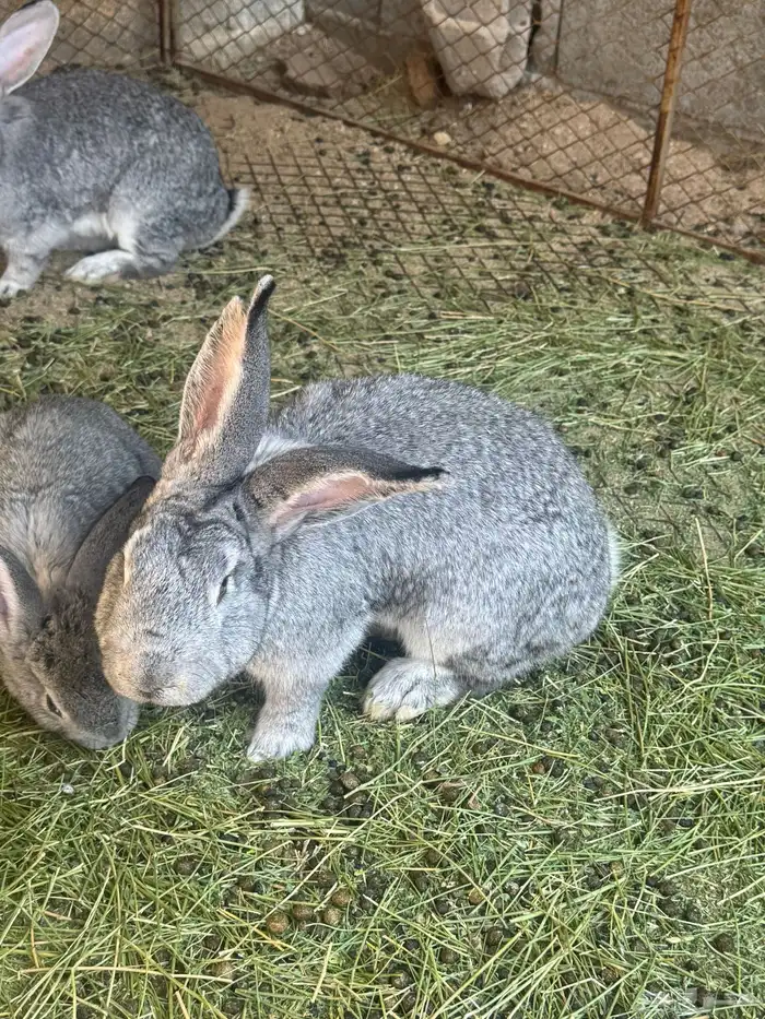 ذكر وانثى وثلاث فروخ شنشلا عملق 0