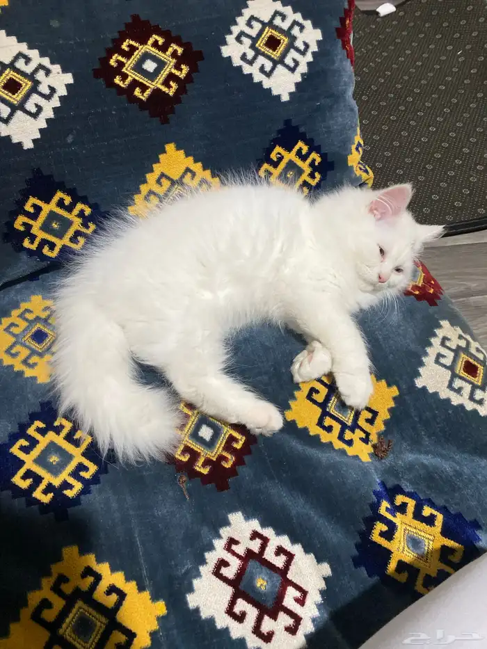 قط شيرازي ذكر العمر 2 شهرين 7