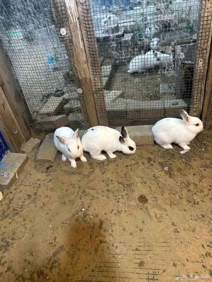 ارانب قزم عمرها 3 شهور 1