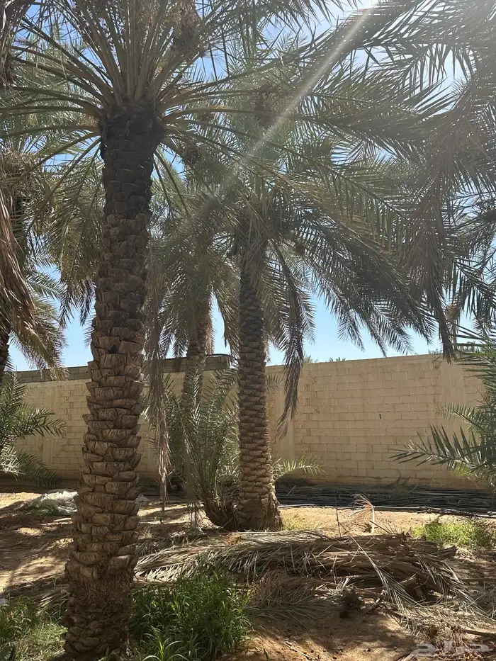 نخل نقايل من متر وفوق 6