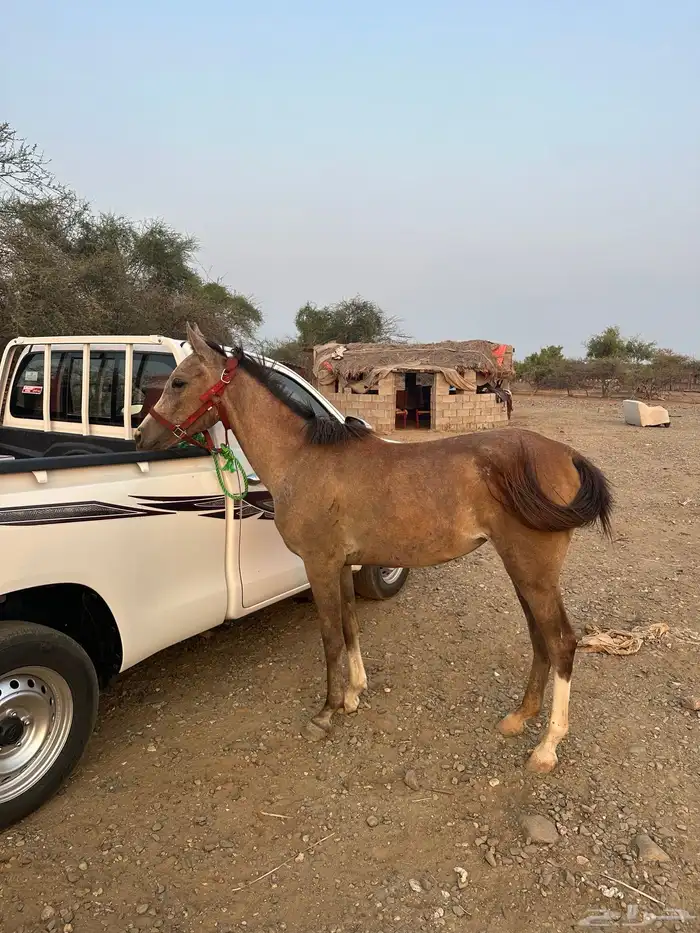 للبيع مهره شعبي العمر سنتين 1