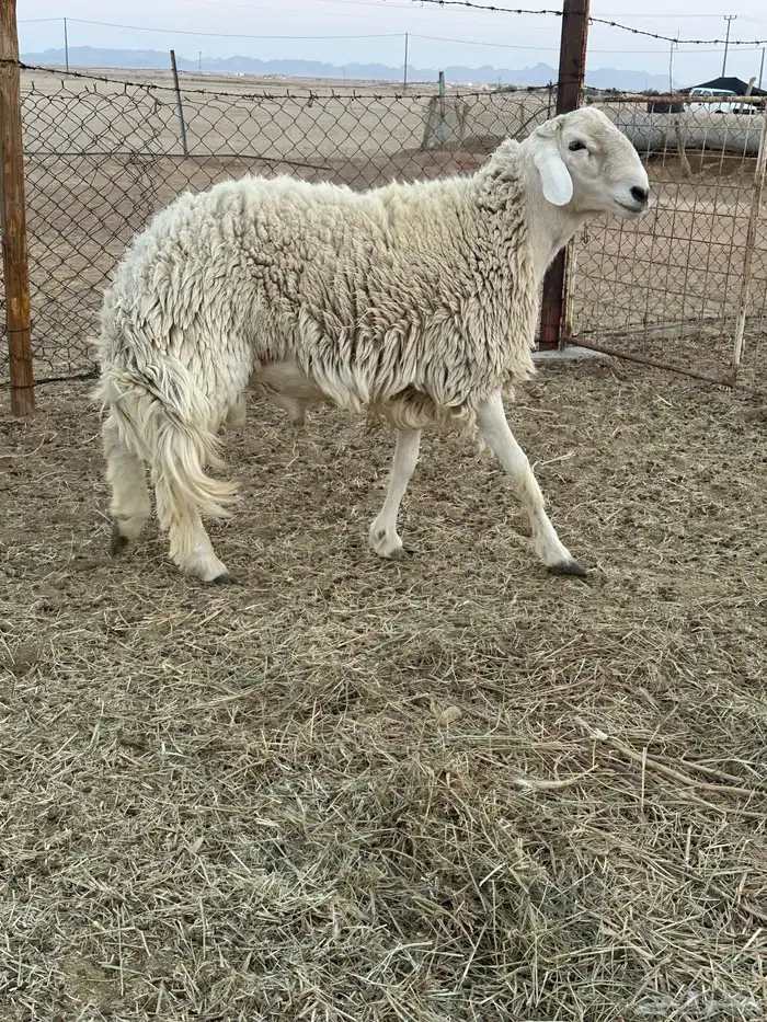 فحل حري طيب 2