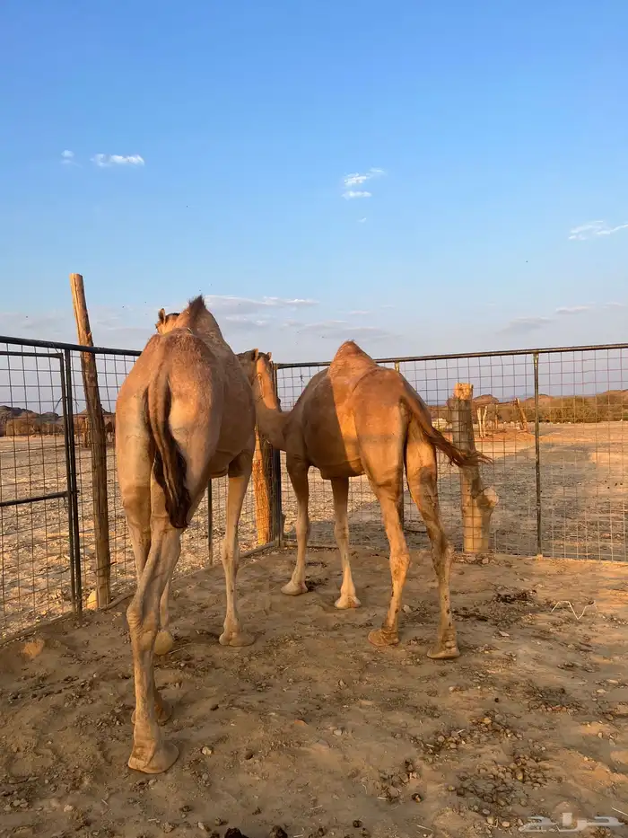 نياق مبيوعه عيالها 0