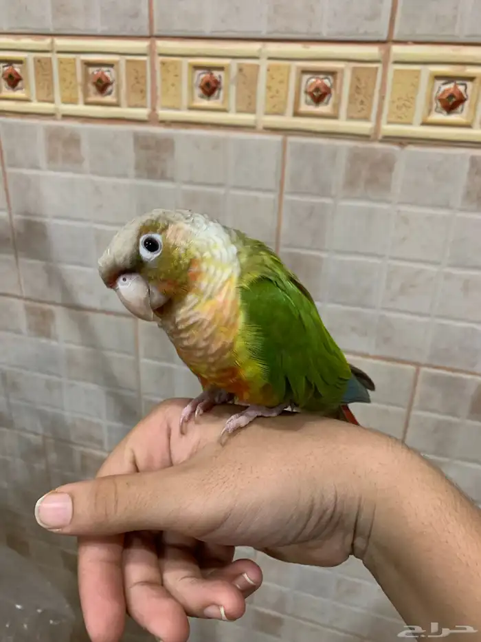 كنيور اناناس 1