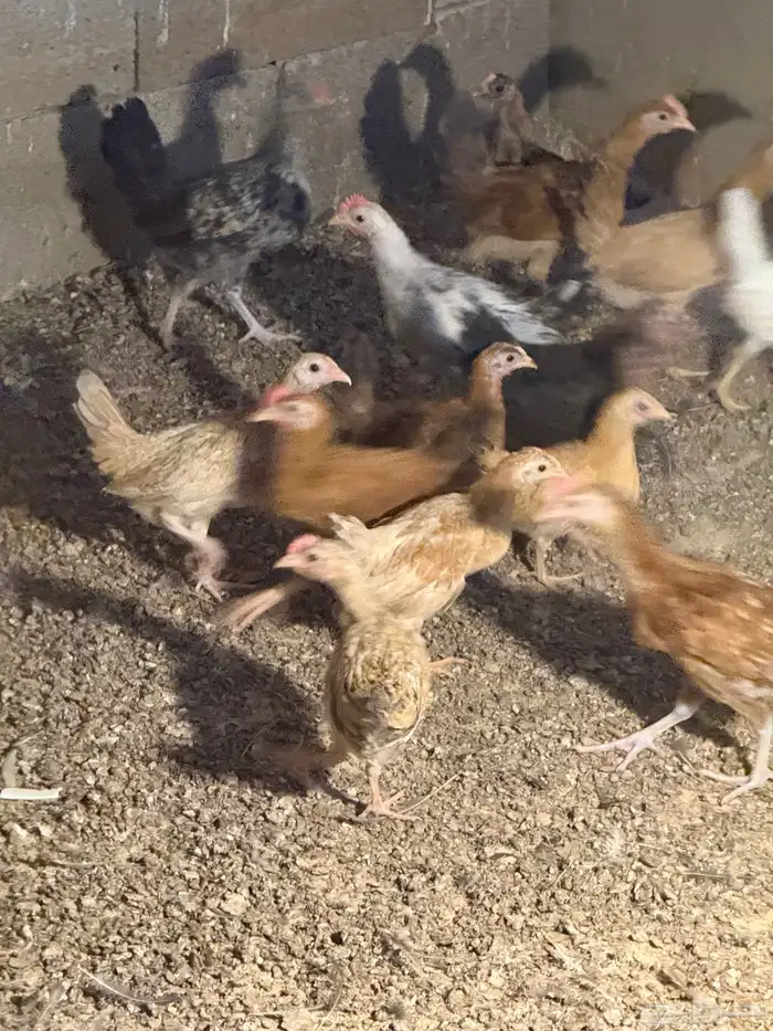 دجاج بلدي فواتح الموقع الرس السحقان 4