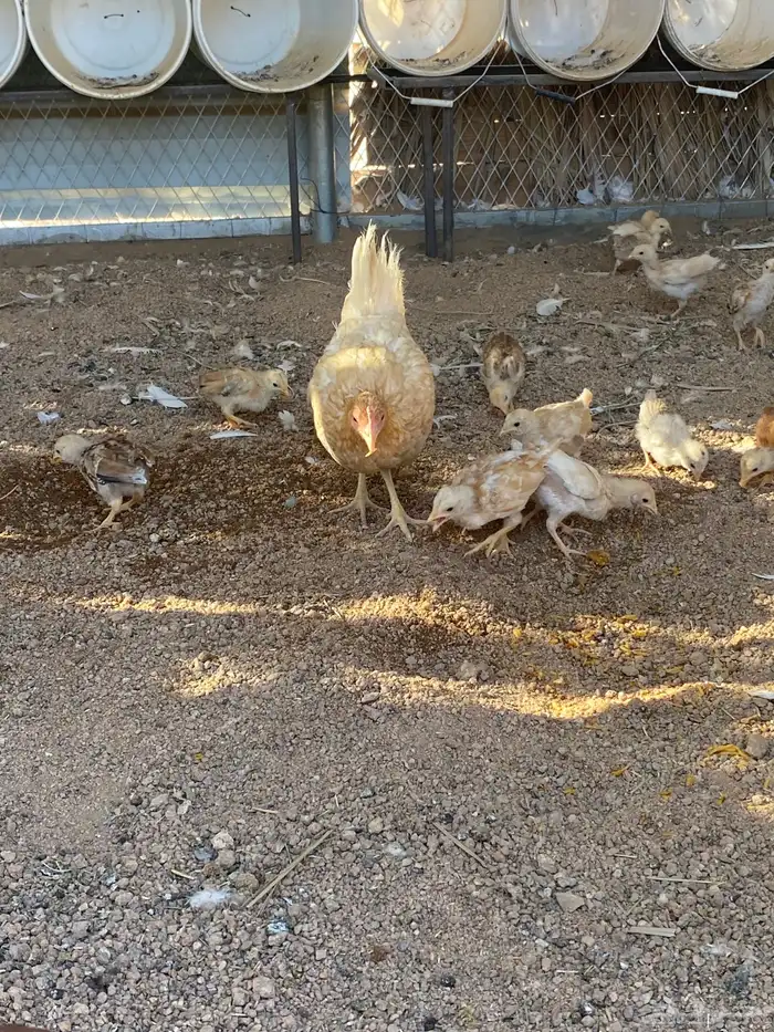 دجاجه معها 15 فرخ 1