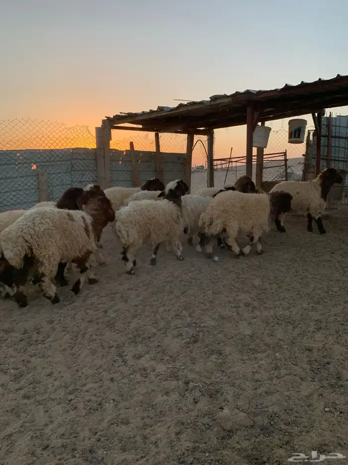 ذبايح للبيع 0