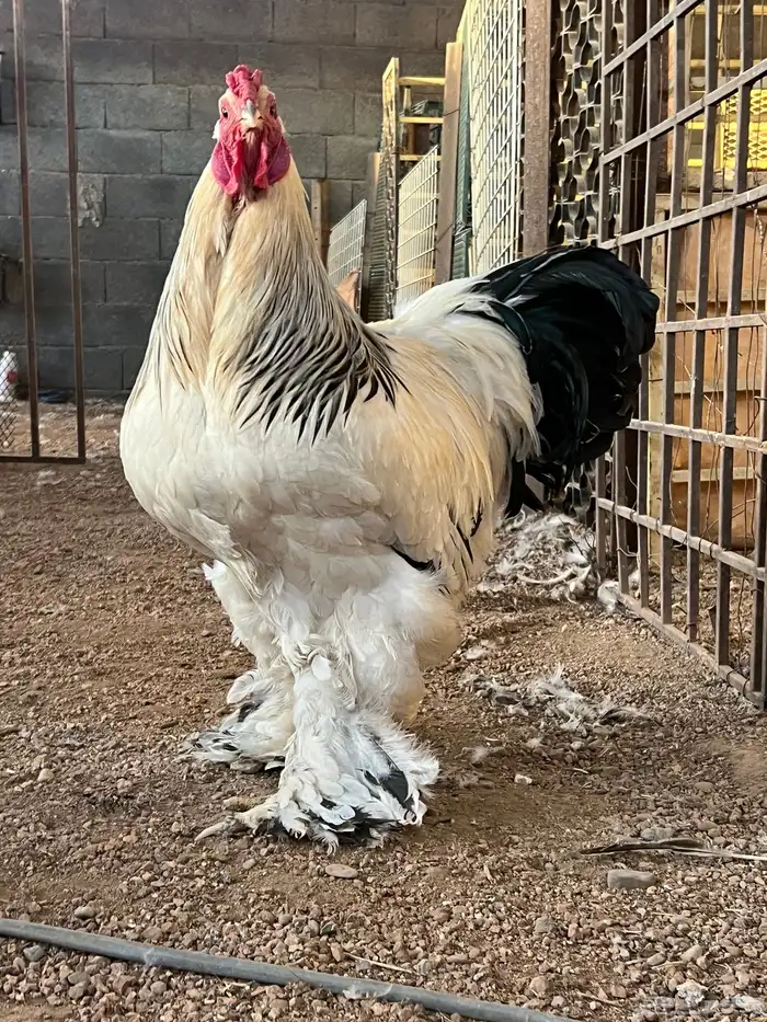 طقم براهما كولومبي فاخر 2