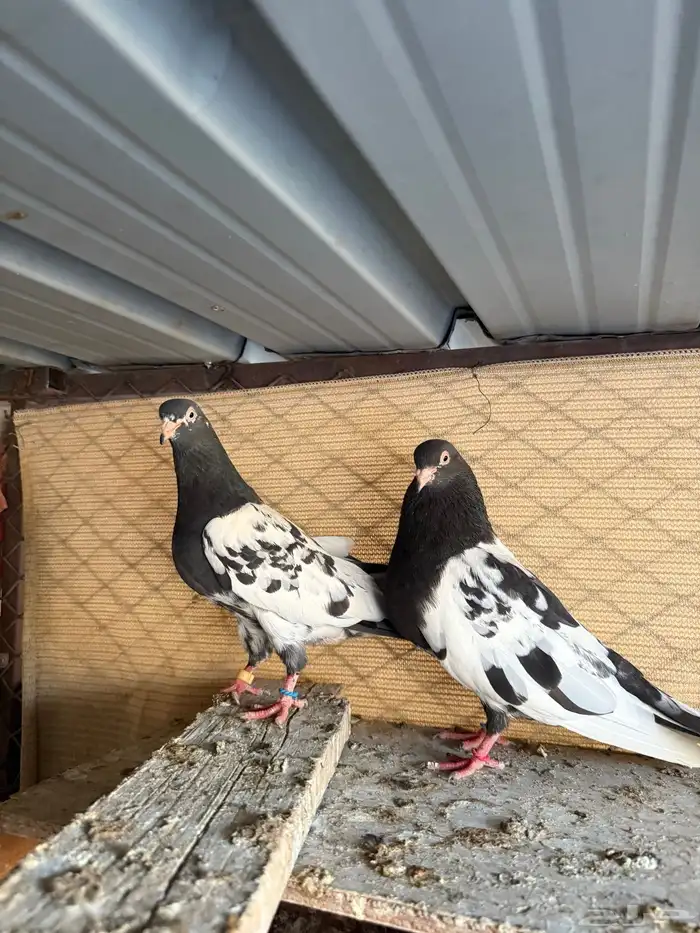 زوج رامبوري اساس توب 7