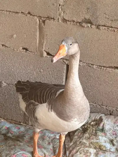 وز للبيع انثى محايل عسير العدد 1 index