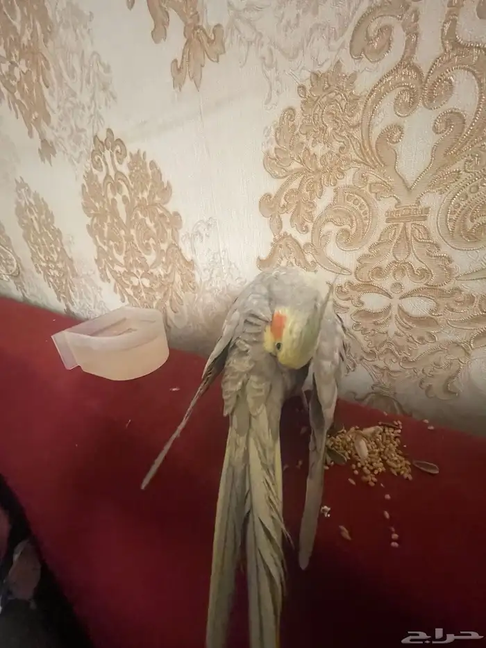 طير كروان لاتيني 3