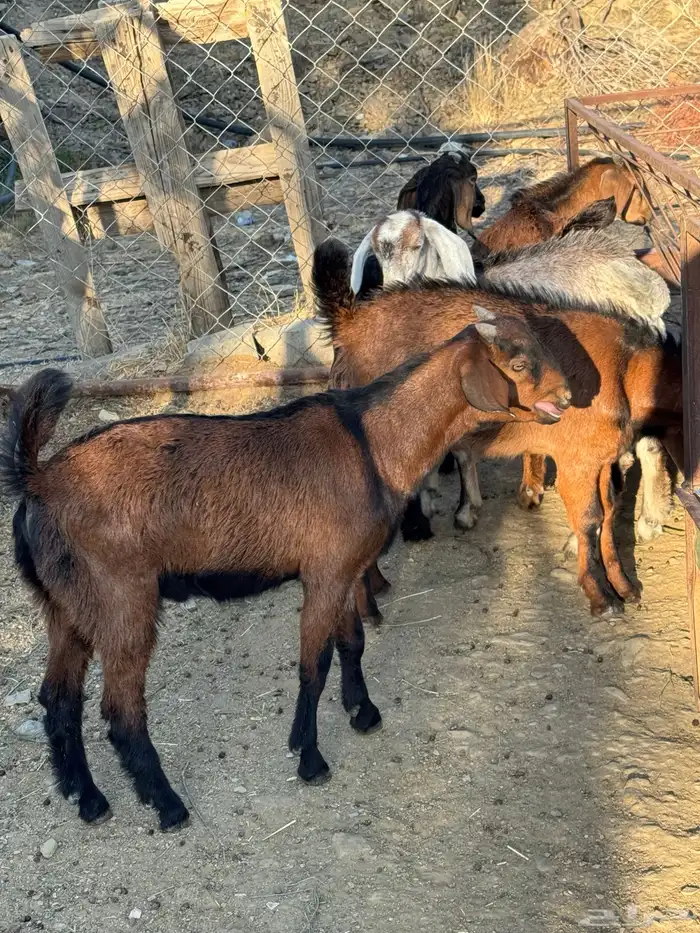 تيوس للبيع 0