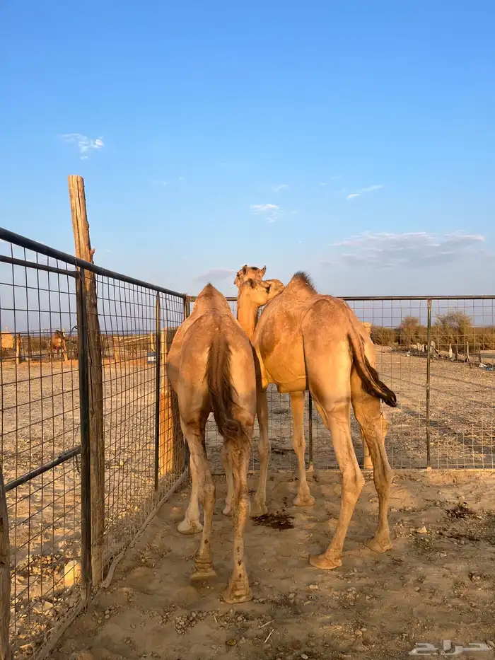 نياق مبيوعه عيالها 12